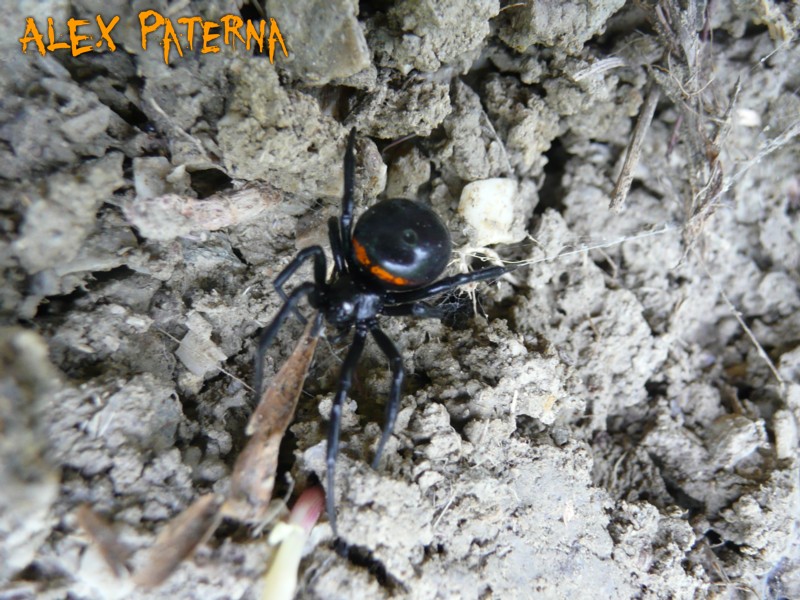 Steatda paykulliana, Argiope bruennichi, Araneneus angulatus